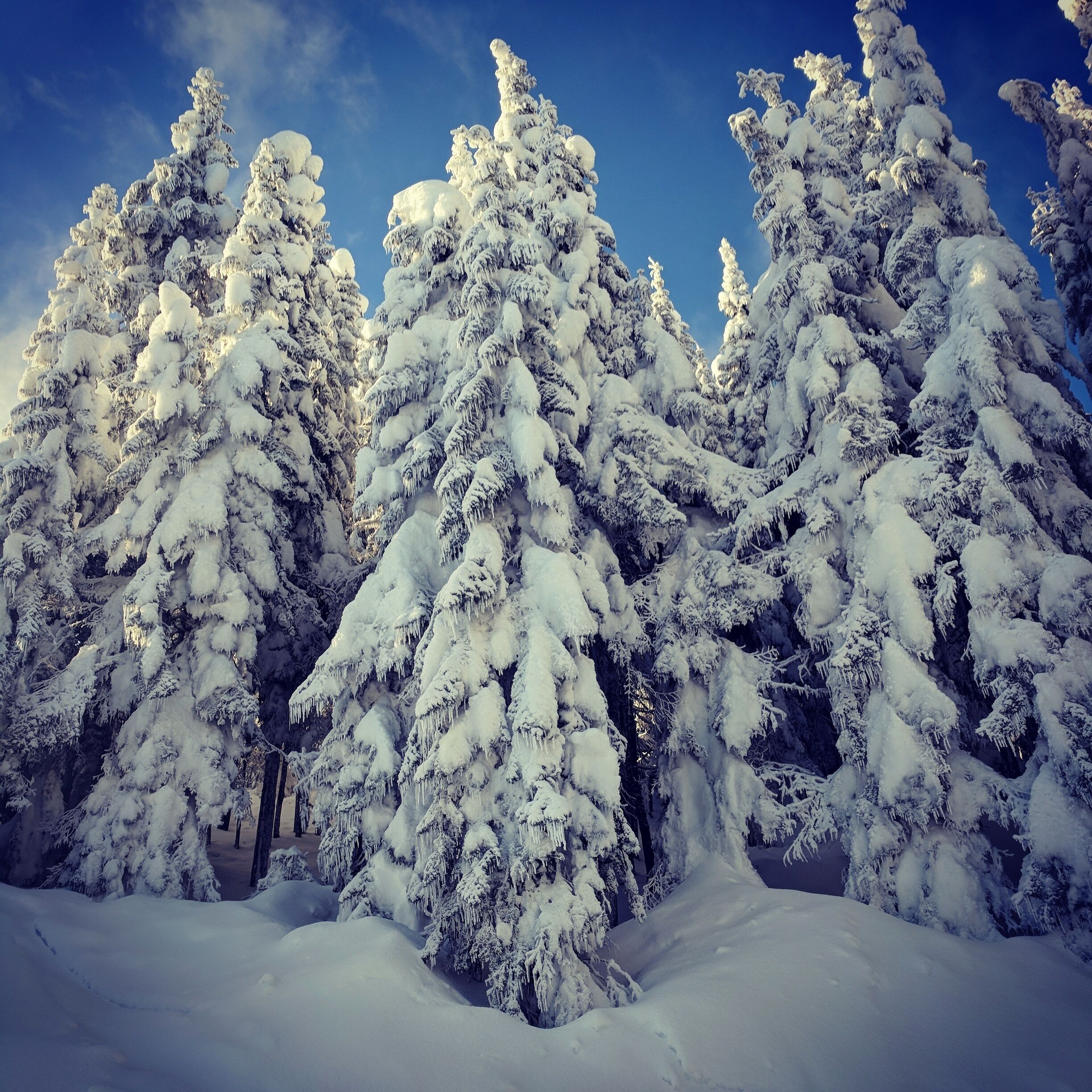 Lovely trees! #lifeatexpedia