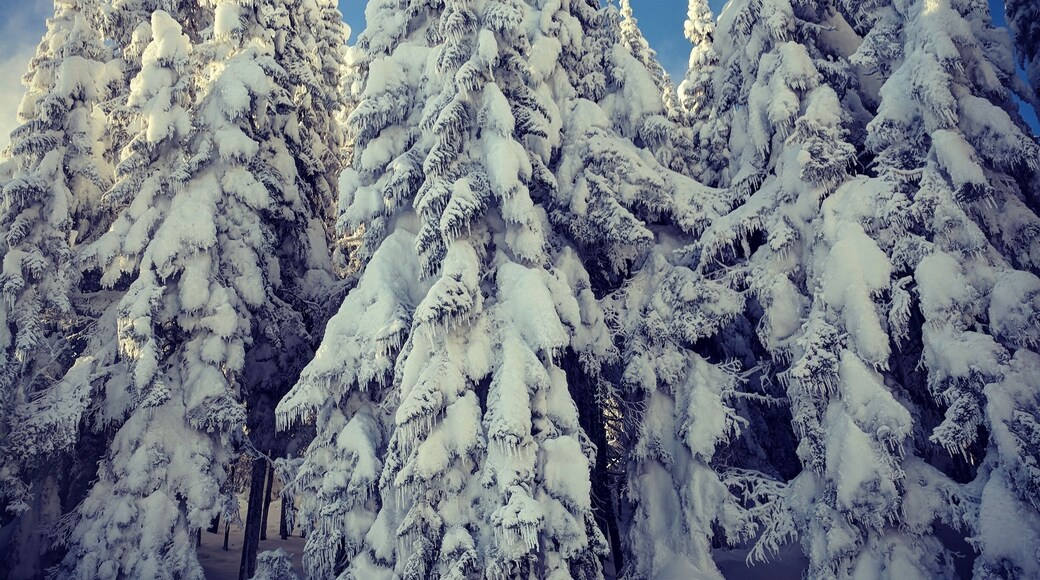 Lovely trees! #lifeatexpedia