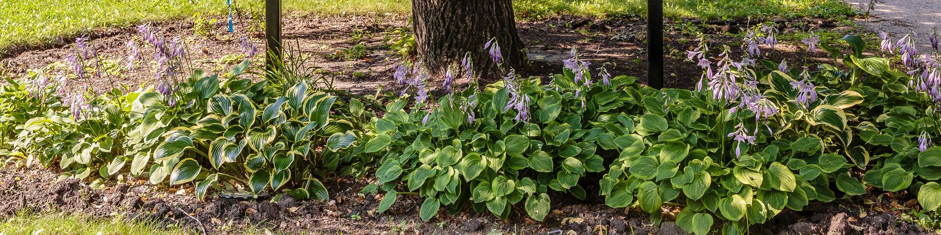 Thornton Park in Saskatoon, Canada