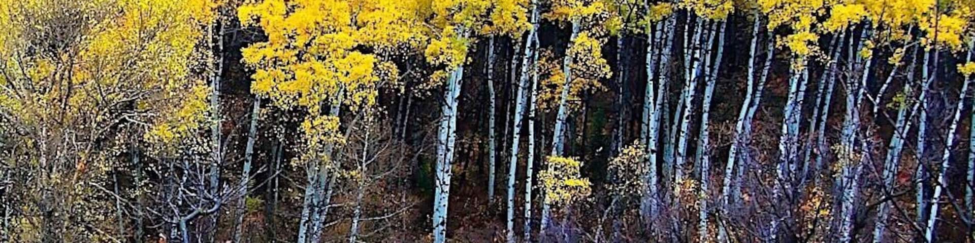 Utah is a great place to see fall coloring.