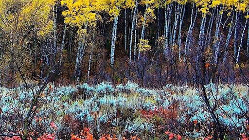 Utah is a great place to see fall coloring.