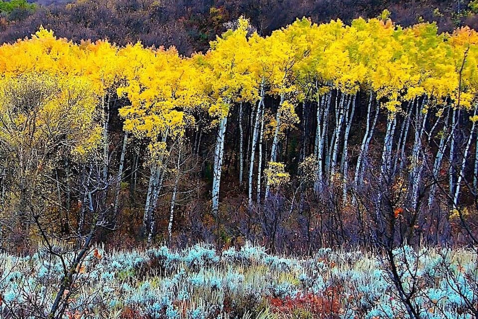 A forest with yellow and red foliage, a mountain in the background, and a river.
