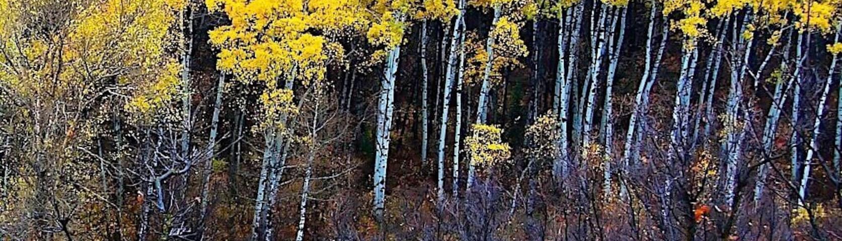 Utah is a great place to see fall coloring.