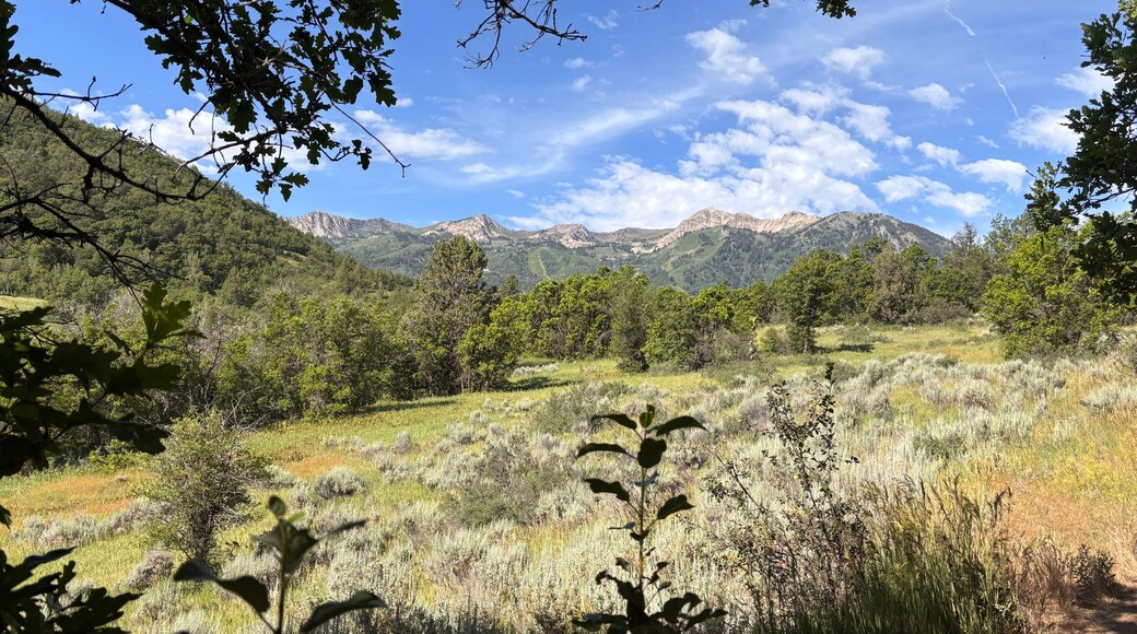 meadow in mountains with the backside of Snowbasin Utah in the background