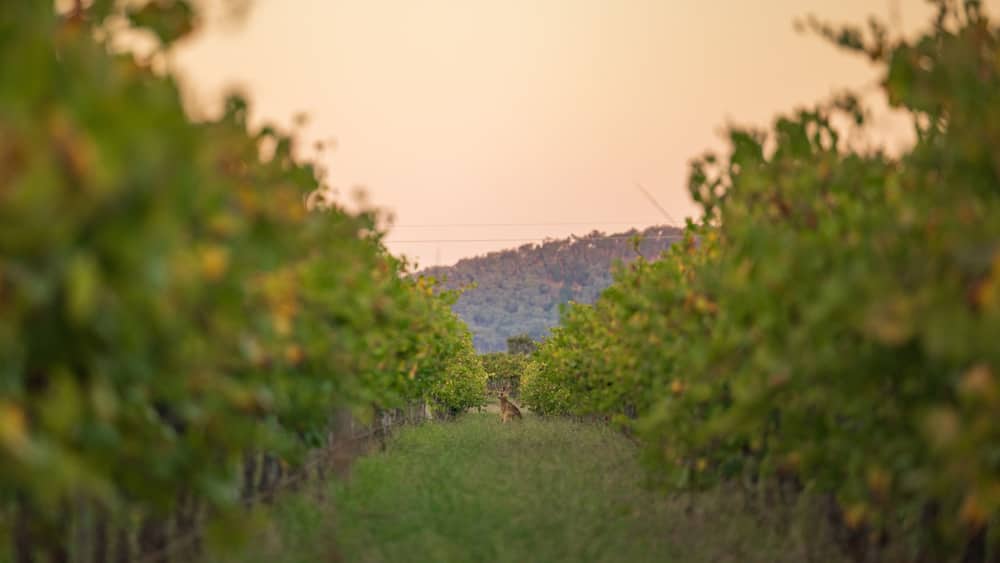 Kangaroo standing among rows of grape vines at sunset