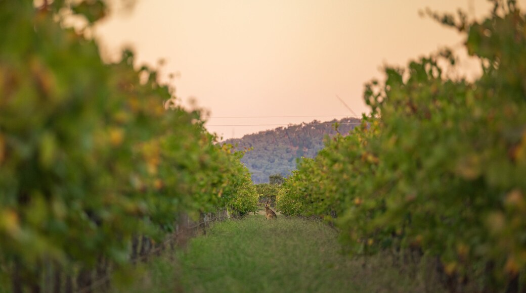 Kangaroo standing among rows of grape vines at sunset