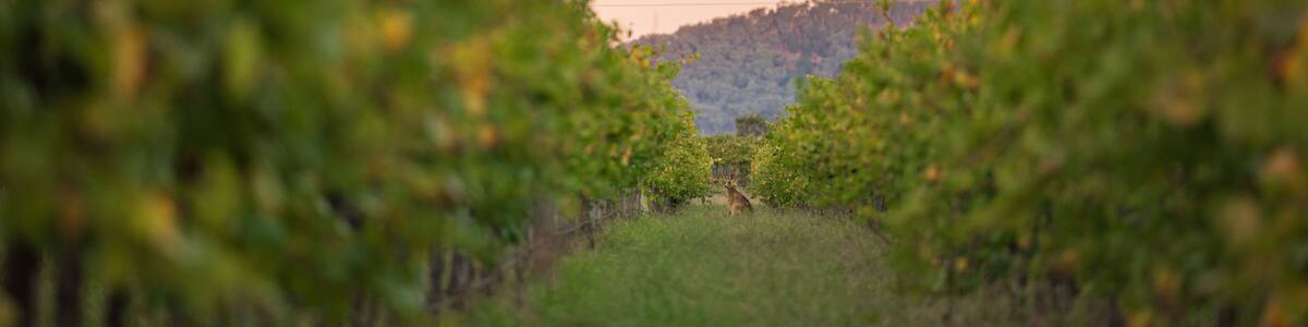 Kangaroo standing among rows of grape vines at sunset