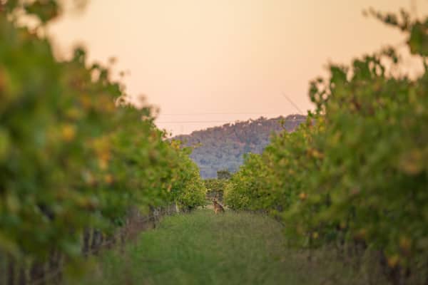 Kangaroo standing among rows of grape vines at sunset