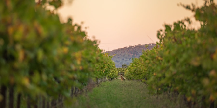 Kangaroo standing among rows of grape vines at sunset