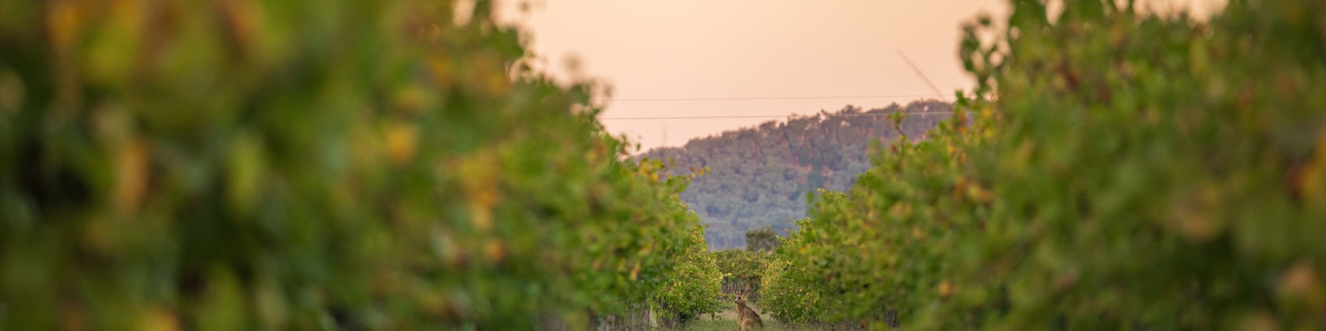 Kangaroo standing among rows of grape vines at sunset