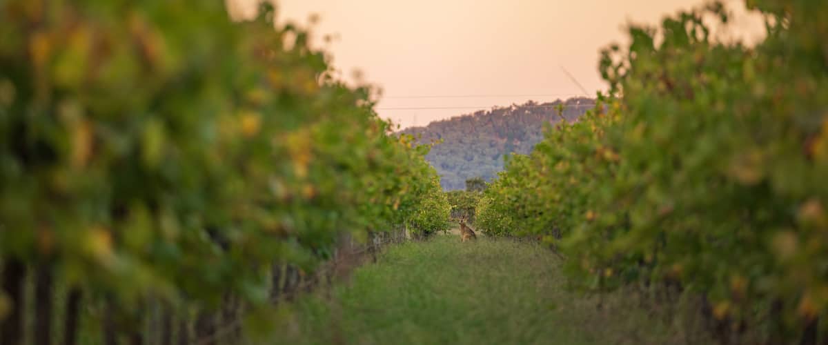 A vineyard with rows of grapevines and a hill in the background.