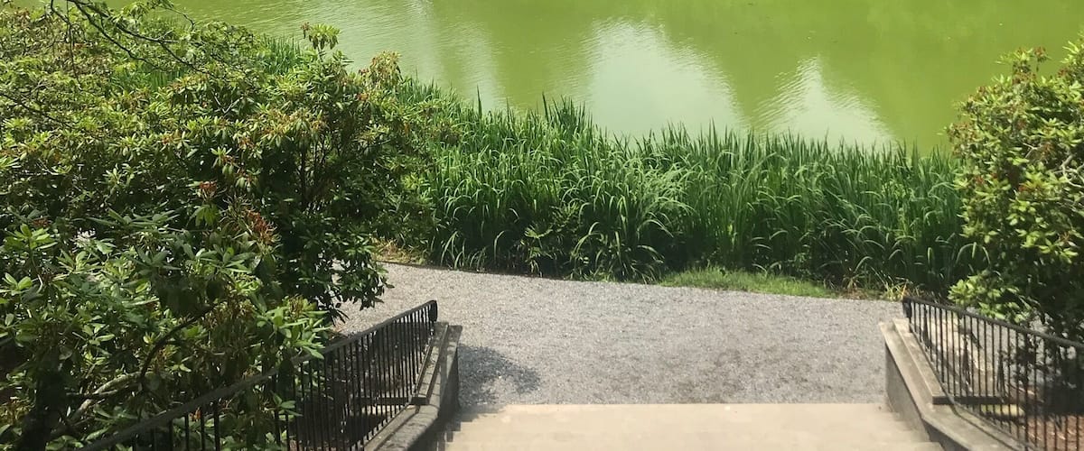 A pond with a gazebo in the center surrounded by lush greenery and trees.