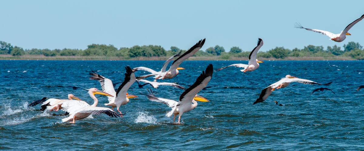 Pelicans flying over a body of water with a forest in the background.