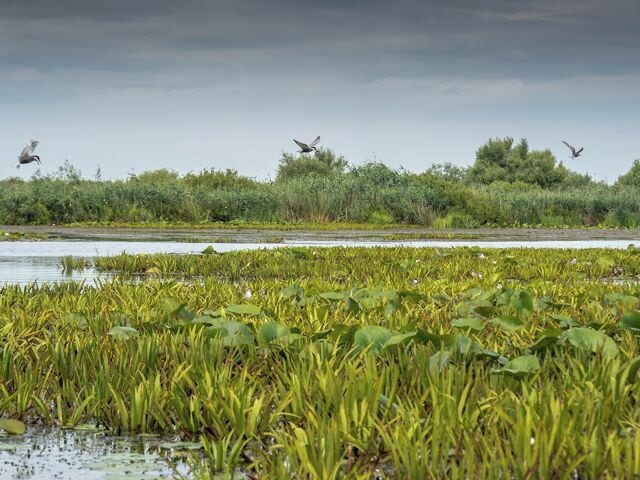 A low alluvial plain consisting of marshes, small streams and lakes the Danube Delta has an area of 4160 square kilometres. Though the delta goes into Ukraine, 3445 square kilometres of it is in Romania. Sulina is a convenient base from which to explore this area.
http://www.wornwheels.com/ro_sulina.php