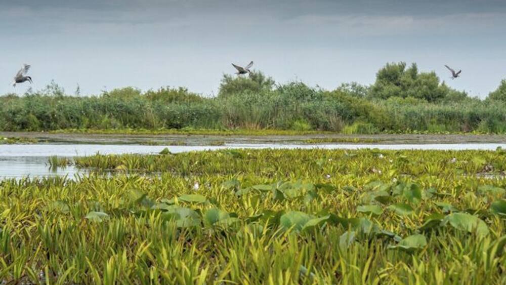 A low alluvial plain consisting of marshes, small streams and lakes the Danube Delta has an area of 4160 square kilometres. Though the delta goes into Ukraine, 3445 square kilometres of it is in Romania. Sulina is a convenient base from which to explore this area.
http://www.wornwheels.com/ro_sulina.php