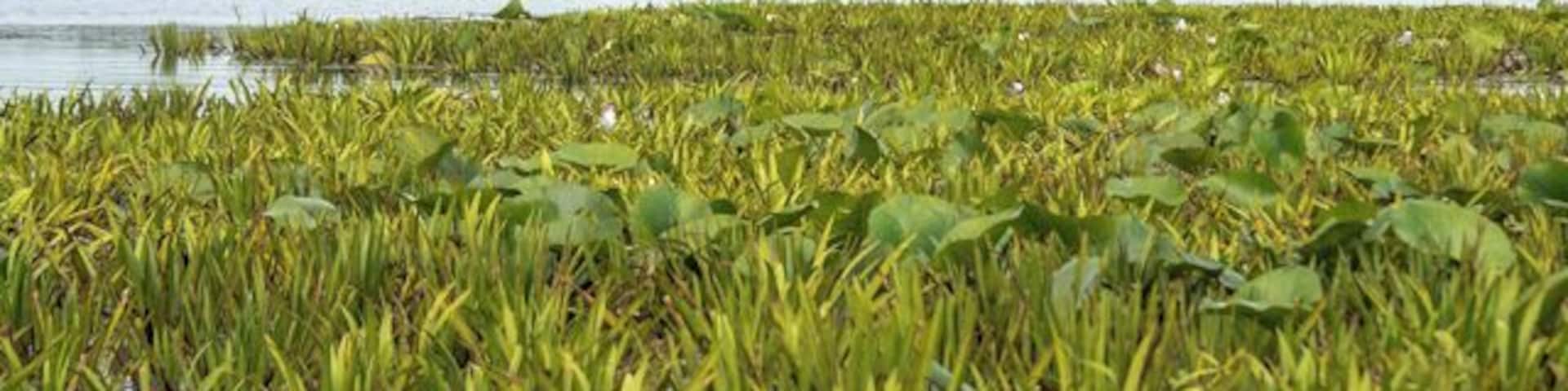 A low alluvial plain consisting of marshes, small streams and lakes the Danube Delta has an area of 4160 square kilometres. Though the delta goes into Ukraine, 3445 square kilometres of it is in Romania. Sulina is a convenient base from which to explore this area.
http://www.wornwheels.com/ro_sulina.php