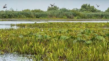 A wetland with water lilies and birds flying.