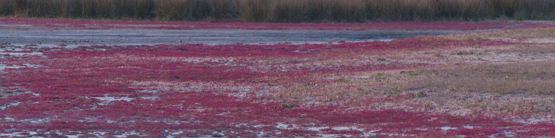 A vast landscape with red vegetation and patches of brown grass.