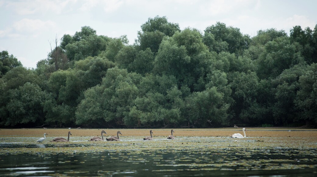 Unusually many cygnets floating around our kayaks, late August.
#waterlust