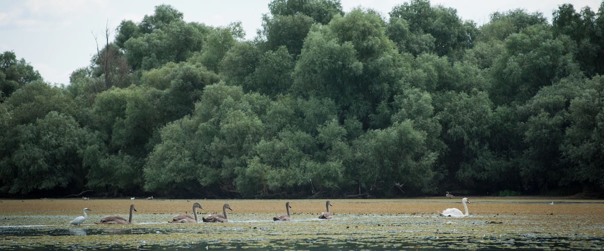Unusually many cygnets floating around our kayaks, late August.
#waterlust