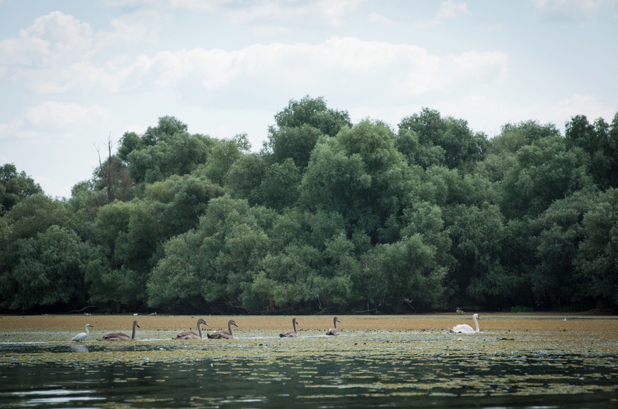 Unusually many cygnets floating around our kayaks, late August.
#waterlust