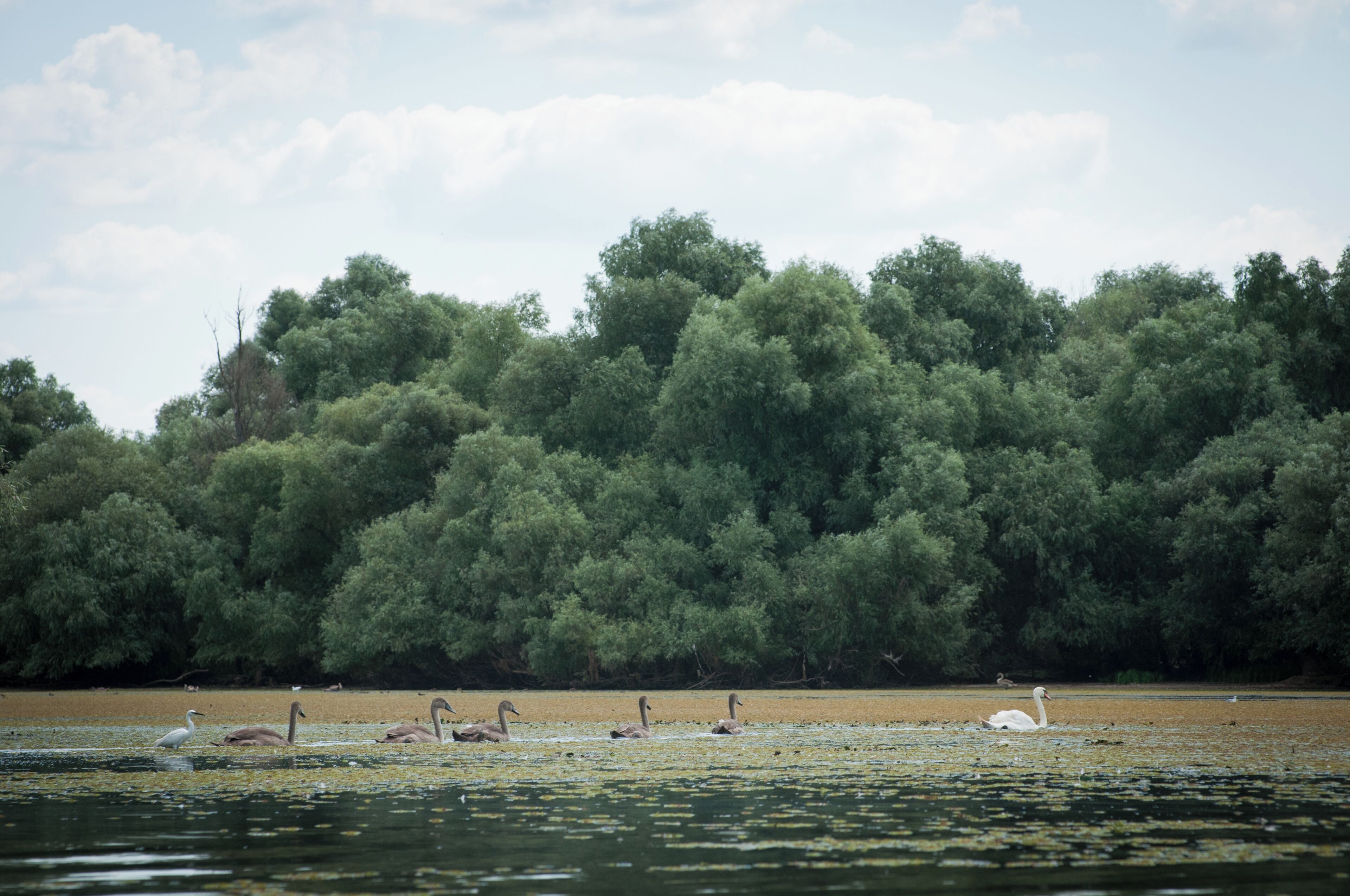 A lake with swans and geese, surrounded by dense green trees.