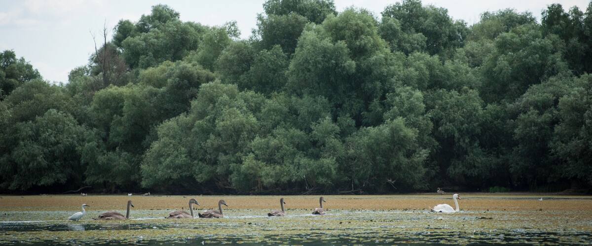 A lake with swans and geese, surrounded by dense green trees.