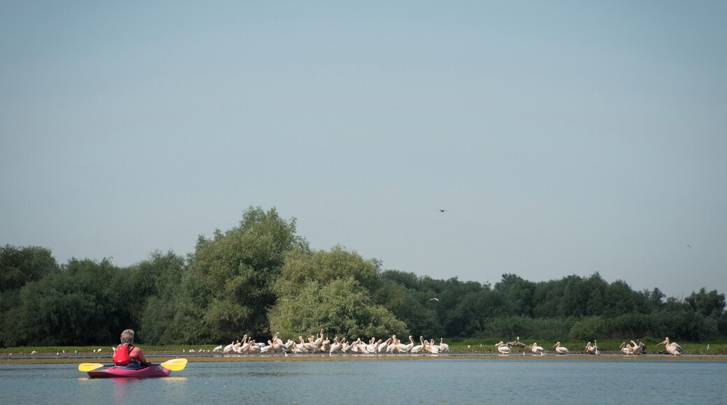This year, in the Danube Delta, we saw so-so many pelicans in a spot where we usually don't see them (and we've been kayaking there since 2016!).
They let us get very close and continued their daily activities.
Animals are wonderful!
#adventure #waterlust
P.S. Here's a link in Romanian about this year's adventures on water--
https://bit.ly/2UpDwMj