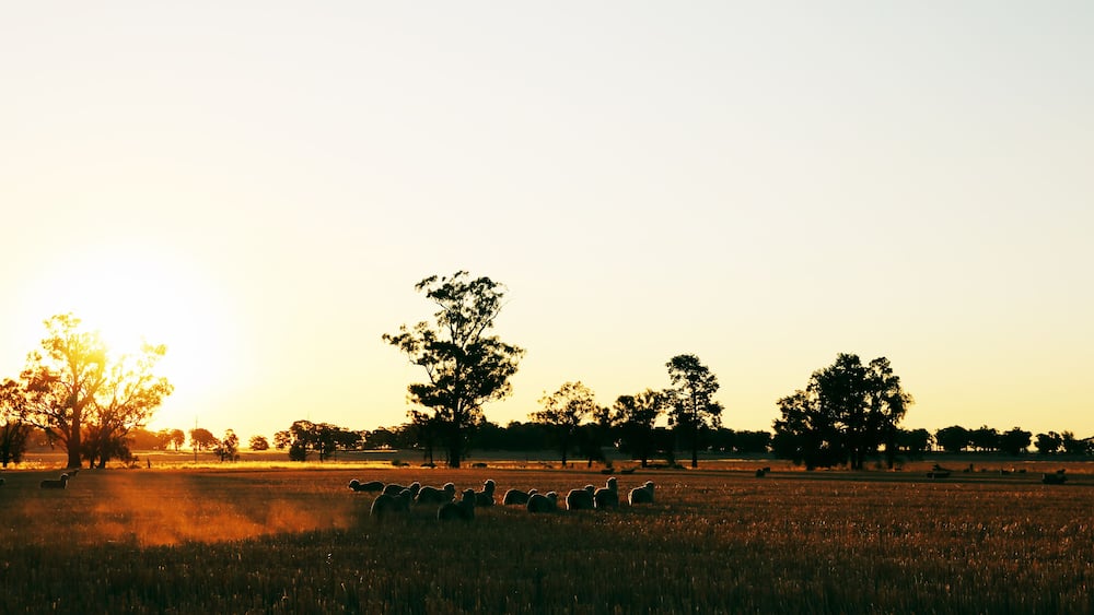 Sheep in a field at sunset