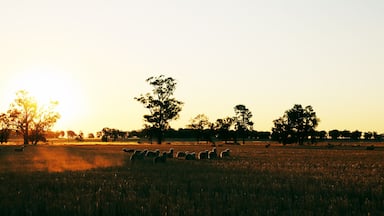 Sheep in a field at sunset