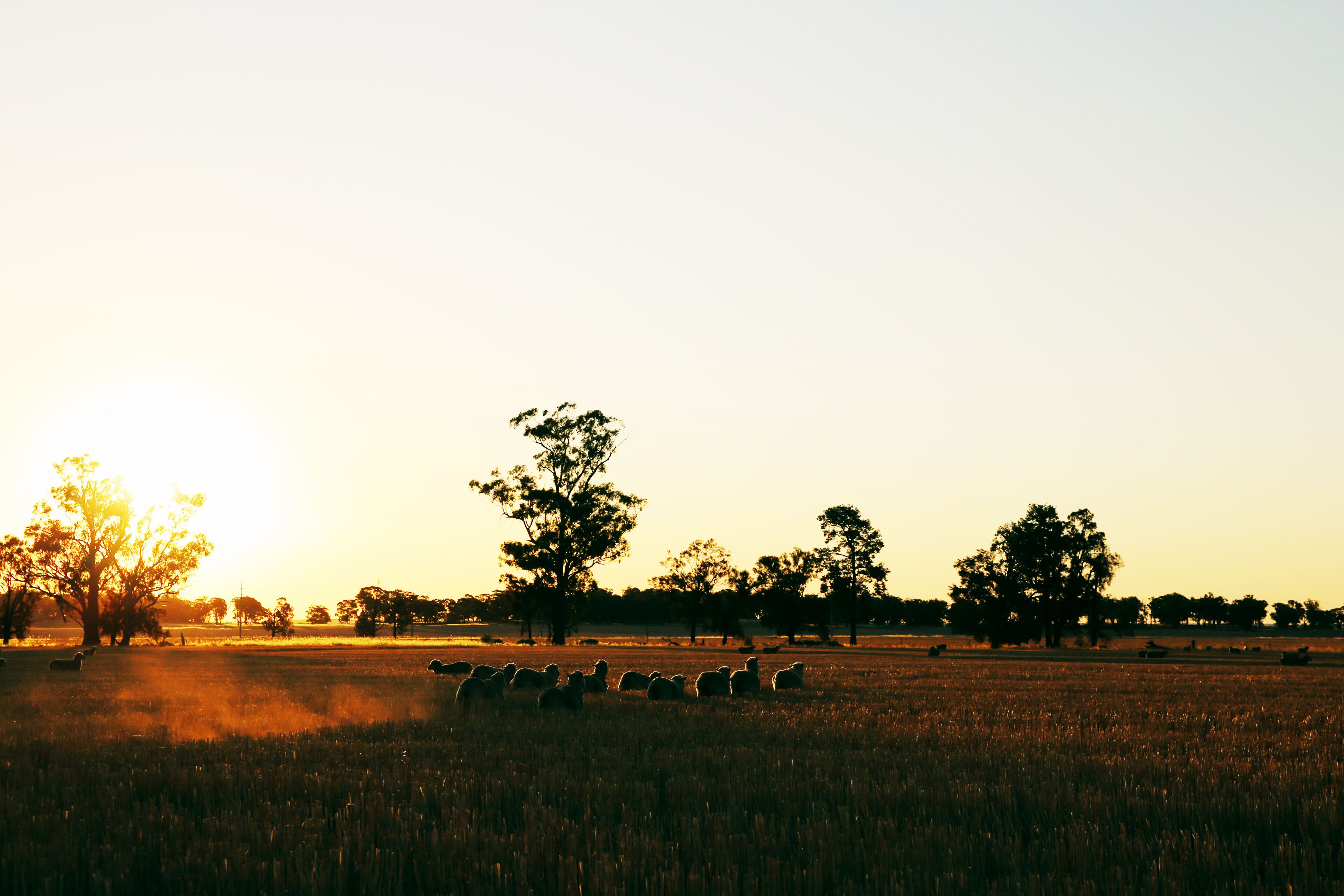 A herd of sheep grazing in a field with trees in the background during sunset.