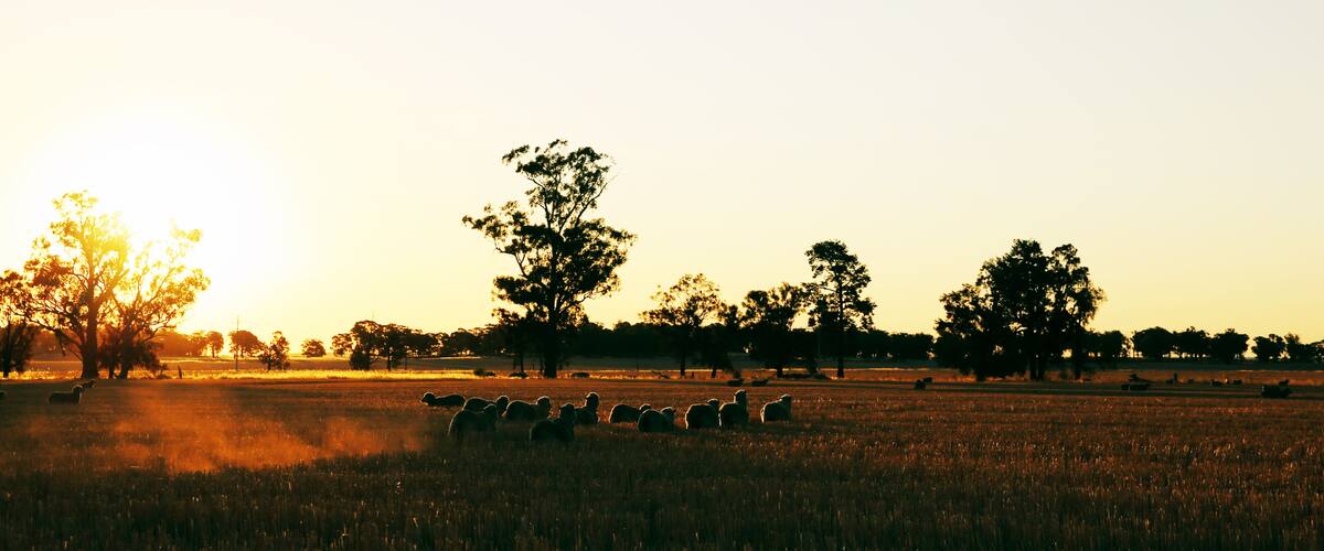 A herd of sheep grazing in a field with trees in the background during sunset.