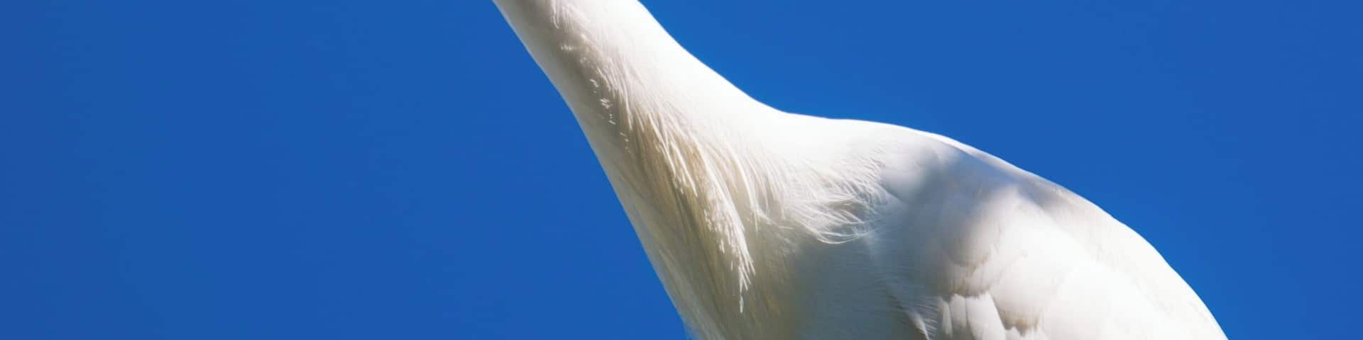 The Florida Keys Wild Bird Rehabilitation Center is a very interesting free location in the Keys. They have so many interesting birds and do a marvelous job rehabilitating. It is certainly worth a walk around their interesting area.