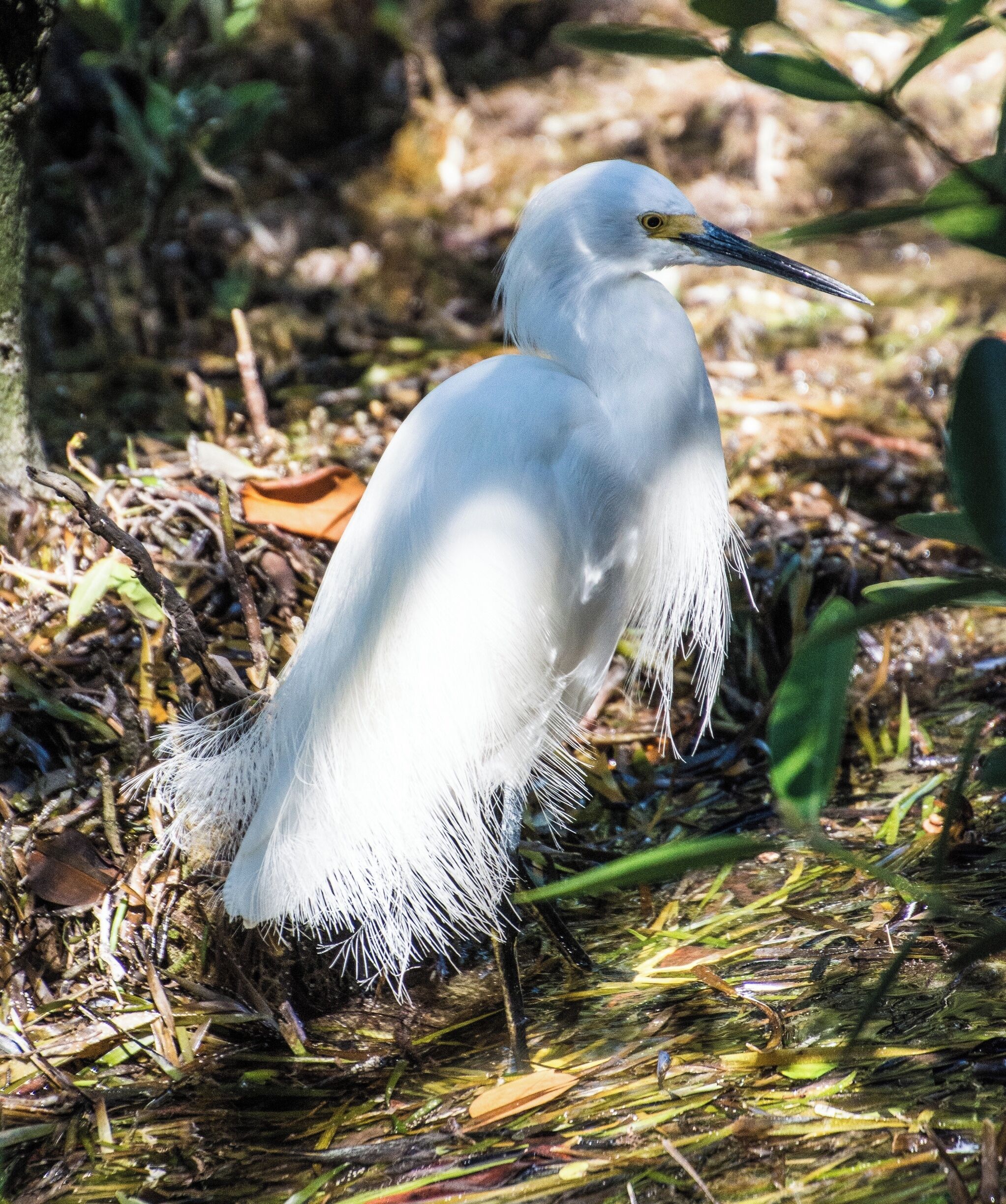 The Florida Keys Wild Bird Rehabilitation Center is a very interesting free location in the Keys.  They have so many interesting birds and do a marvelous job rehabilitating.  It is certainly worth a walk around their interesting area.