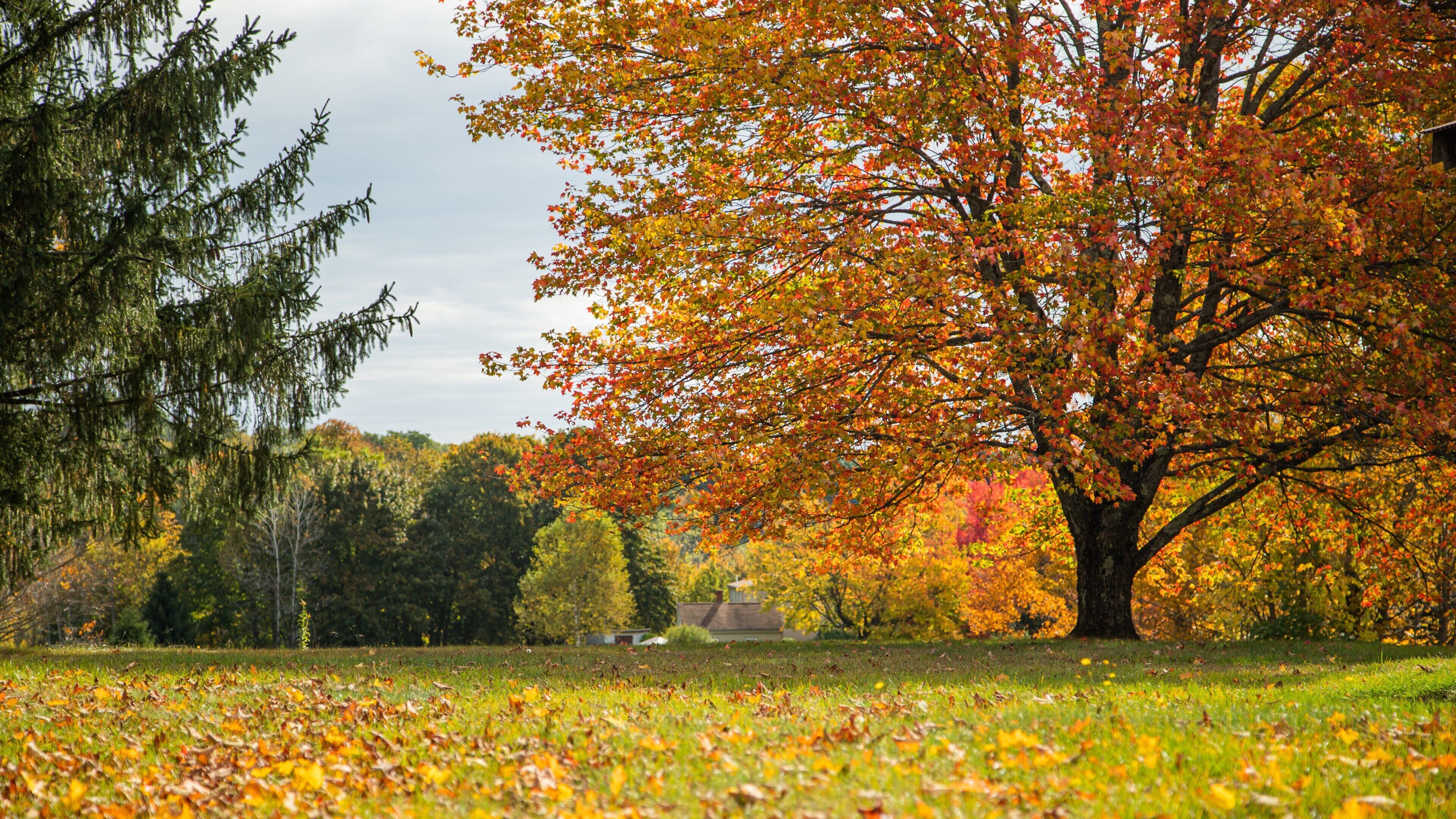 A park with autumn foliage, a large tree with orange leaves, and a grassy field with fallen leaves.