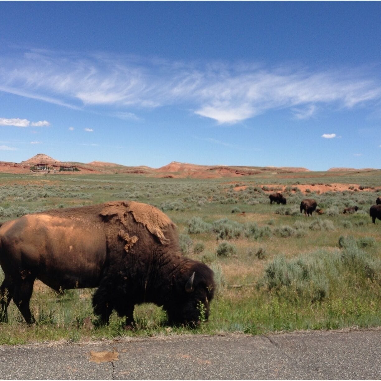 There's a small herd of buffalo in a fenced area you can drive thru.