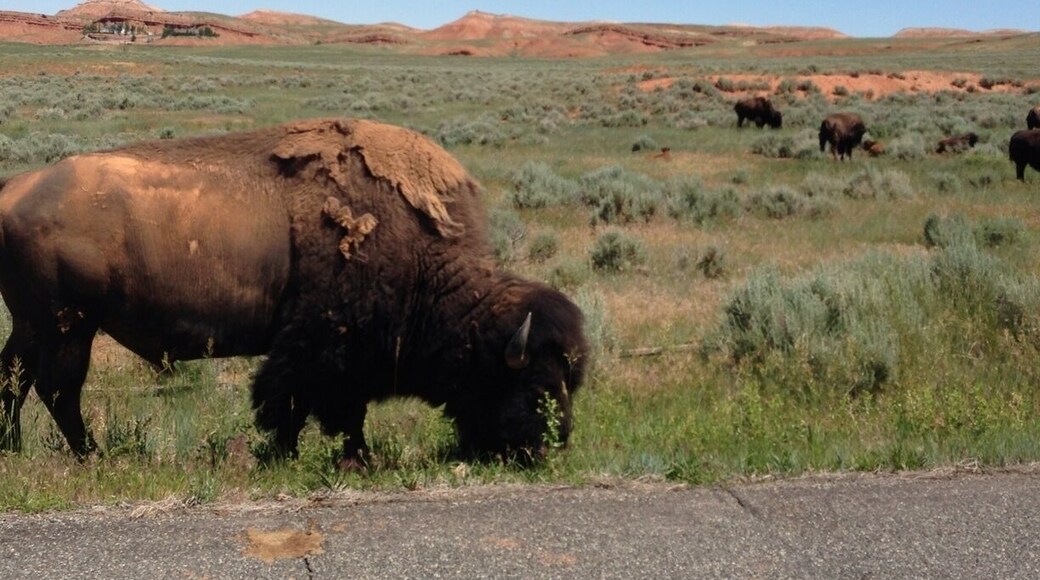 There's a small herd of buffalo in a fenced area you can drive thru.