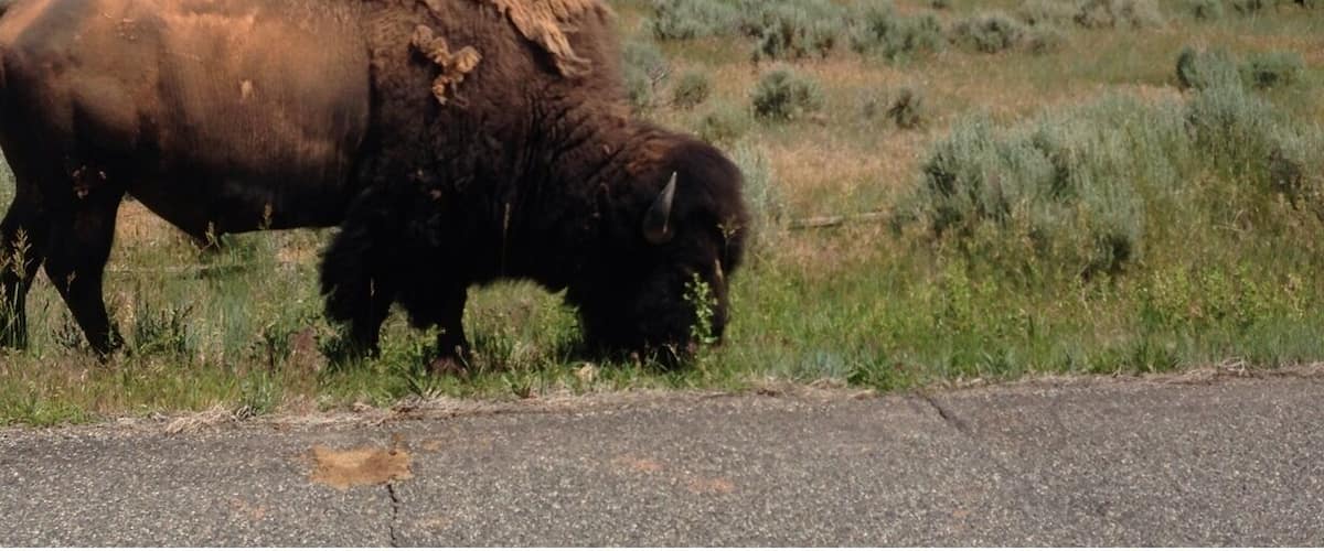 There's a small herd of buffalo in a fenced area you can drive thru.