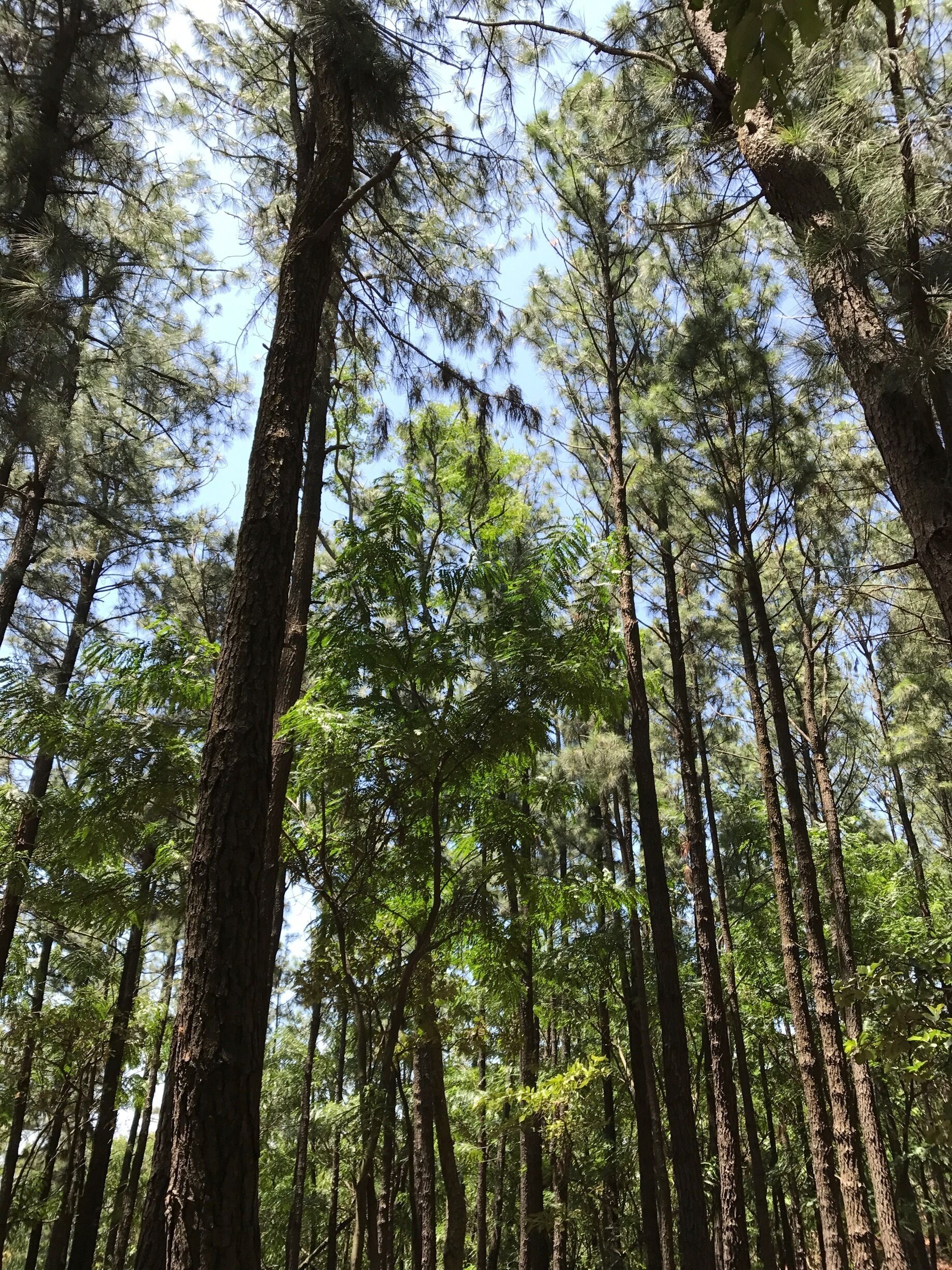 A dense forest with tall pine trees and a clear blue sky.