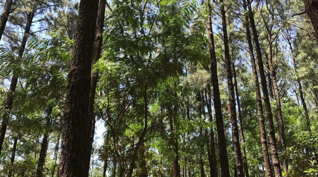 A dense forest with tall pine trees and a clear blue sky.