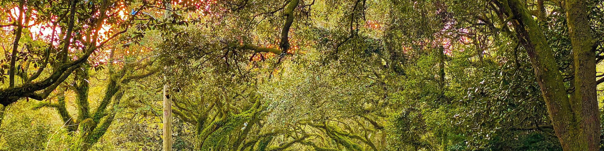 Sun set time on Oak Street , Magnolia Springs , Alabama USA