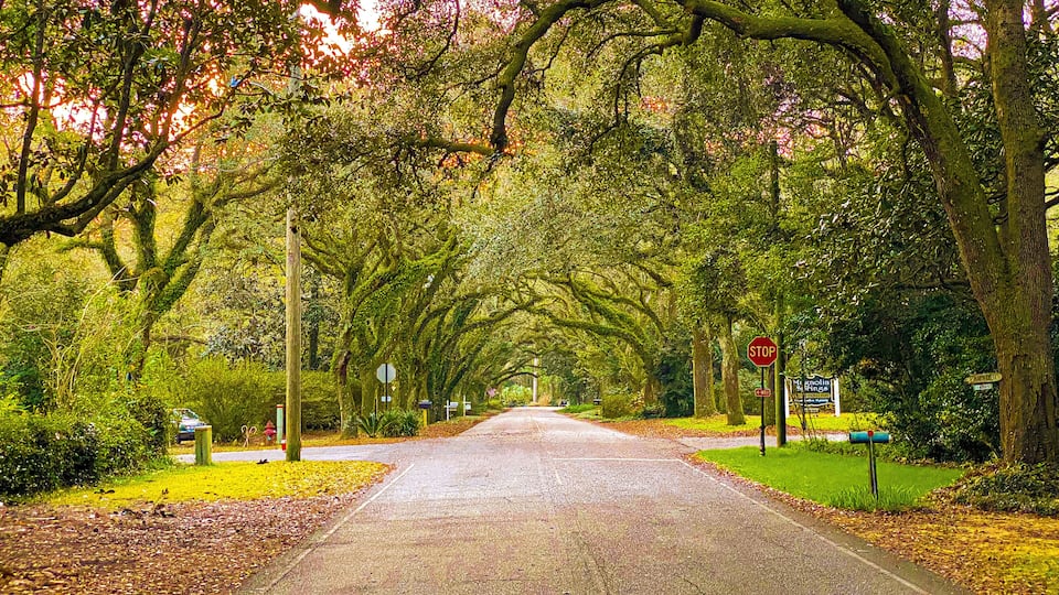 A tree-lined road with a stop sign and directional signs.