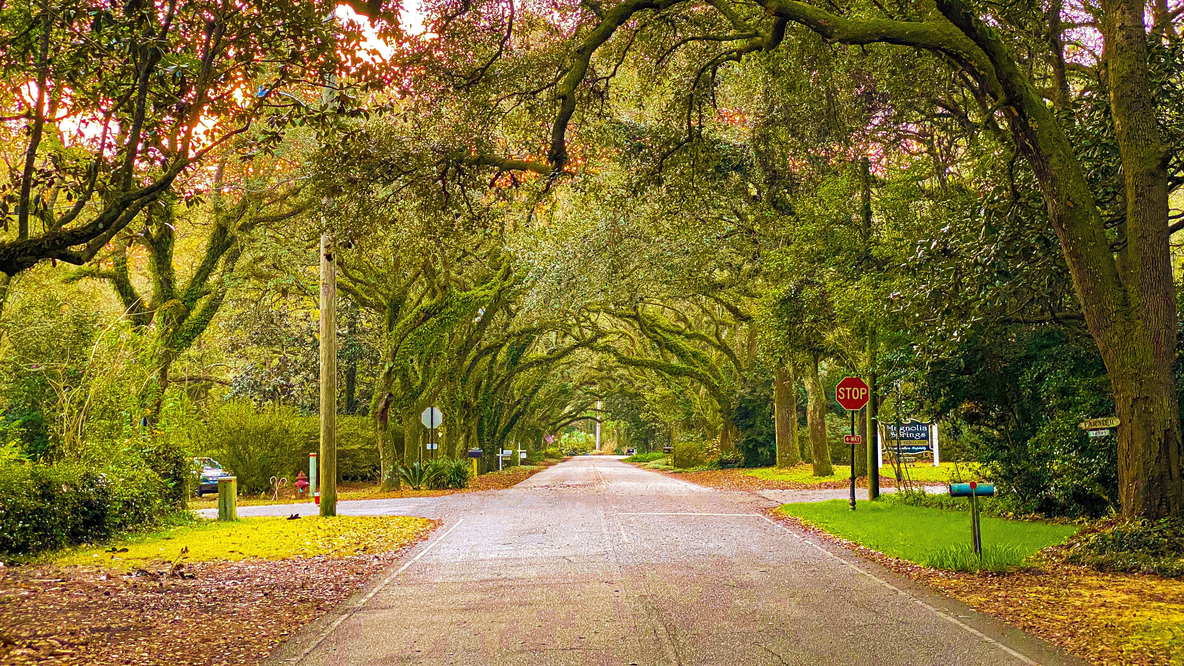 A tree-lined road with a stop sign and directional signs.