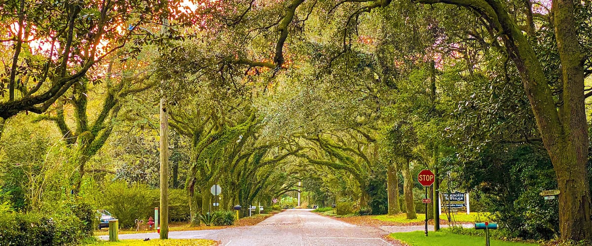 A tree-lined road with a stop sign and directional signs.