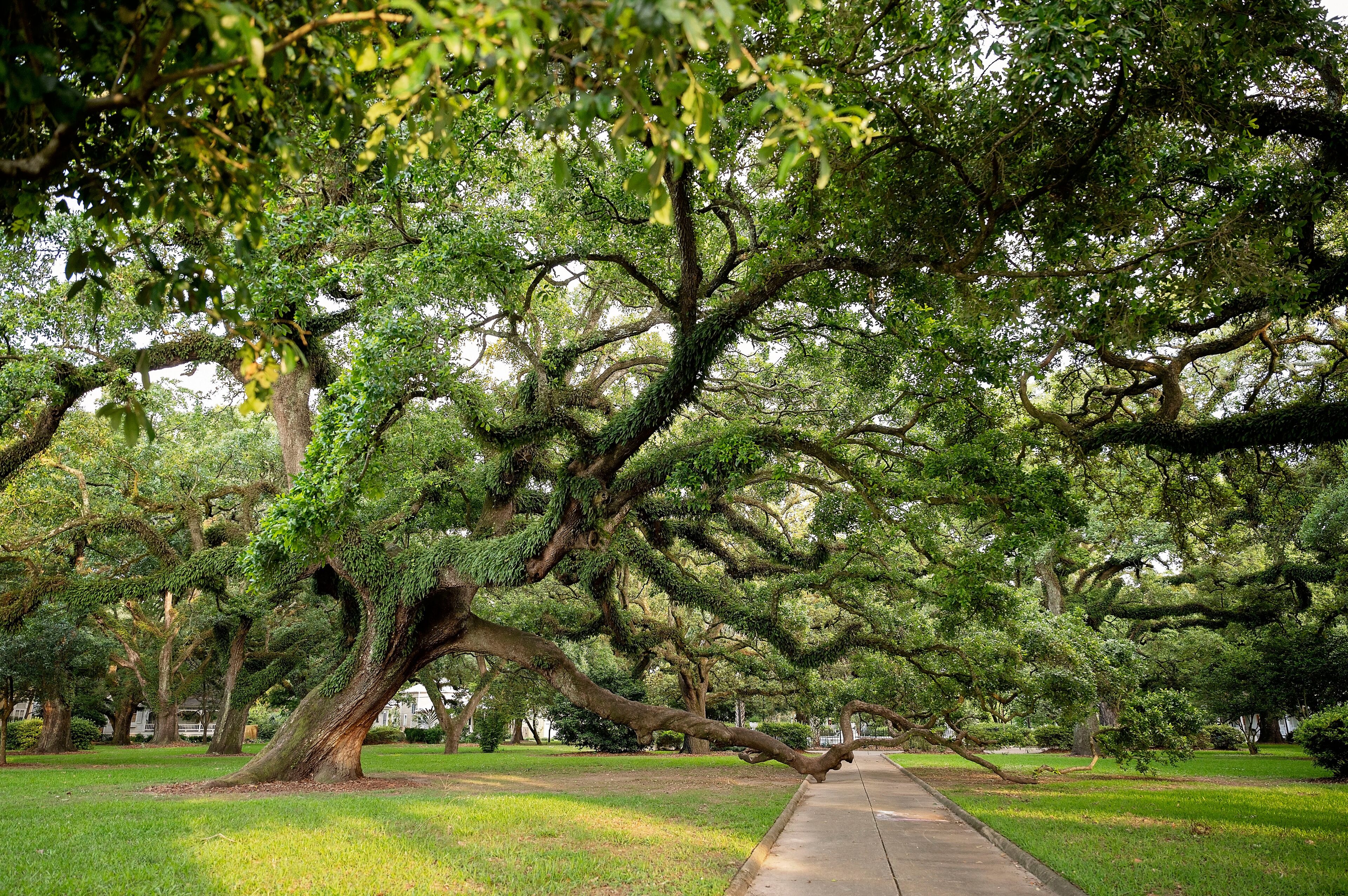 Majestic oak tree with sprawling branches over a park walkway