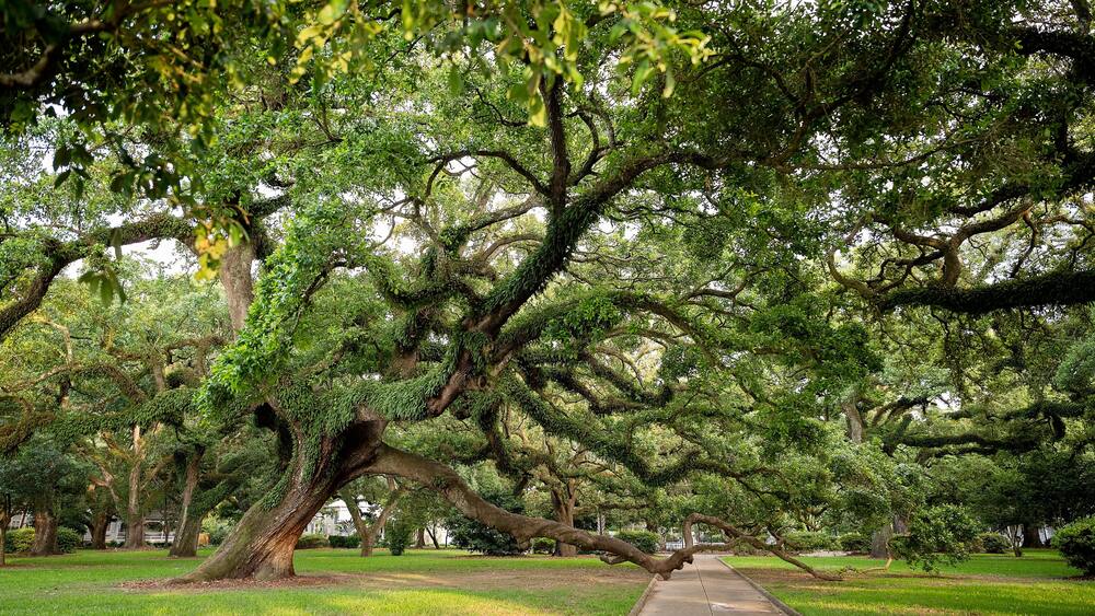 Majestic oak tree with sprawling branches over a park walkway