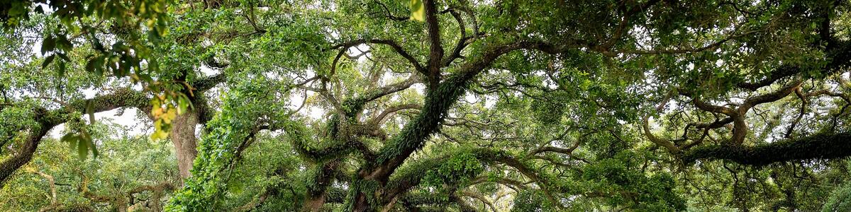 Majestic oak tree with sprawling branches over a park walkway