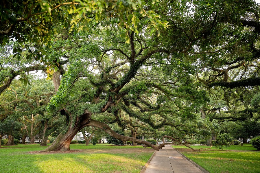 Majestic oak tree with sprawling branches over a park walkway