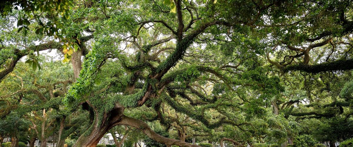 Majestic oak tree with sprawling branches over a park walkway
