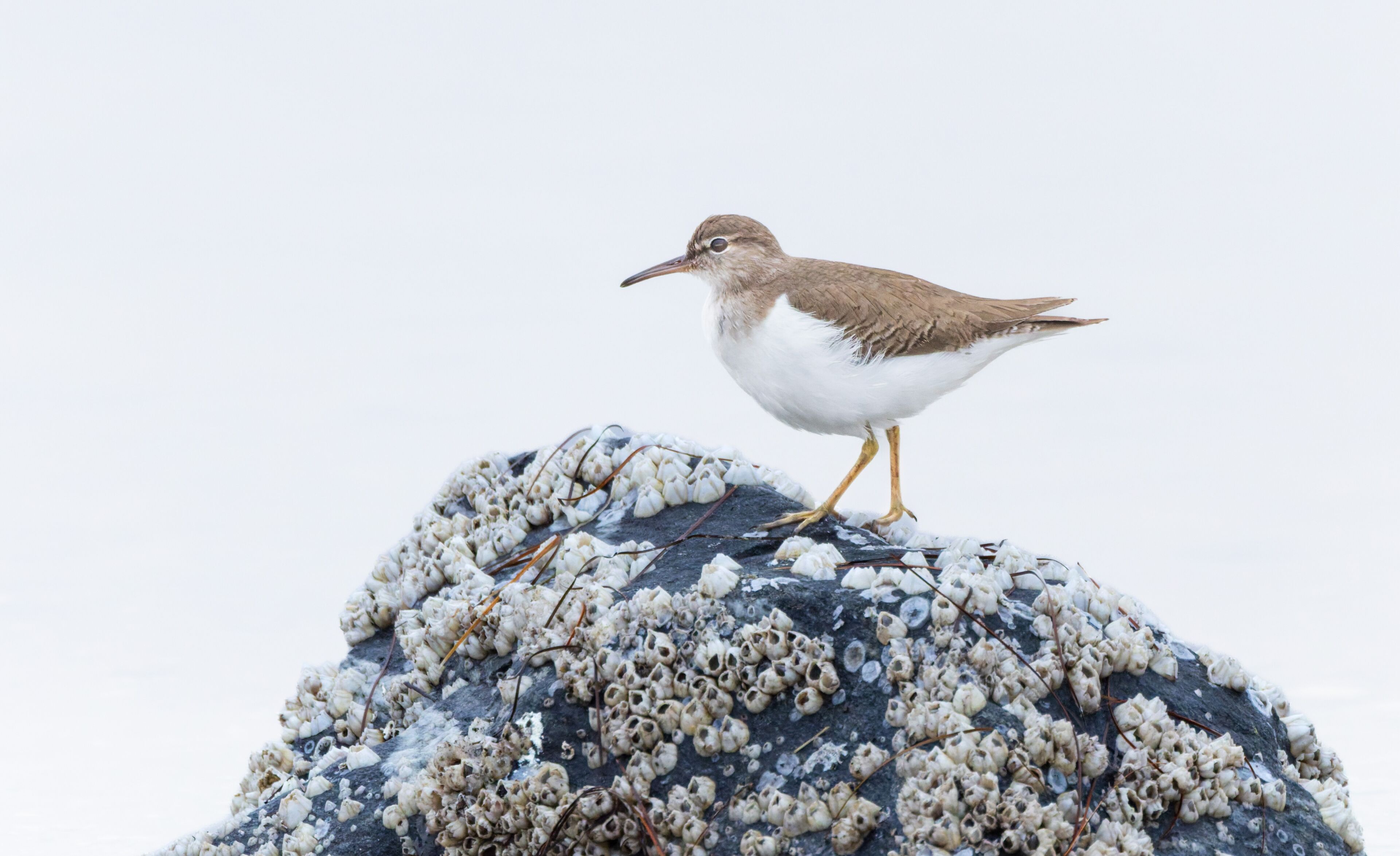 A juvenile Spotted Sandpiper at Merritt Island National Wildlife Refuge in Florida.